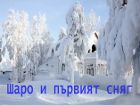 Шаро и първият сняг Шаро и първият сняг