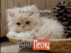 Болното коте Болното коте